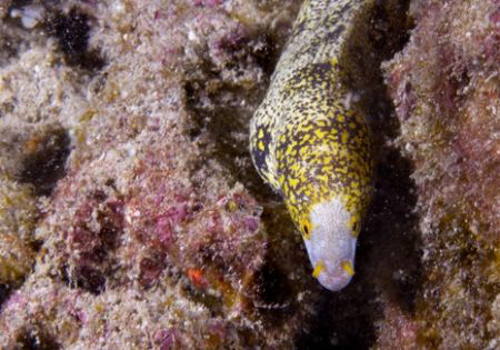Snowflake Moray by Andy Lerner 