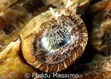 the eye,nikon d2x 105mm macro by Puddu Massimo 