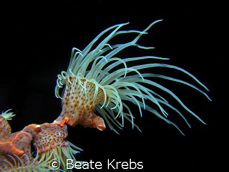 Gorgonian wrapper, leopard anemone, Canon S70 , Macro Lens  by Beate Krebs 