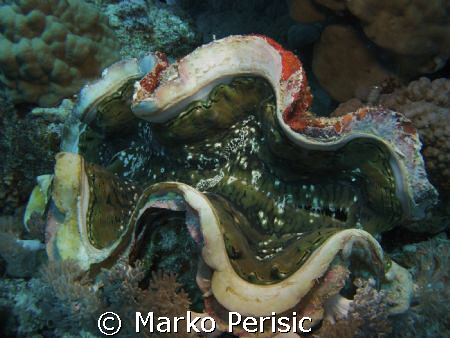 Fluted Giant Clam (tridacna squamosa)  by Marko Perisic 