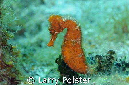 One of several seahorses at Bloody Bay Marine Park, Nikon... by Larry Polster 