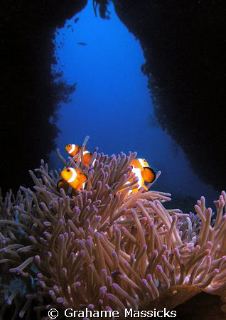 Clown fish at Tiger Reef, Tioman Island.  Shot on my Olym... by Grahame Massicks 