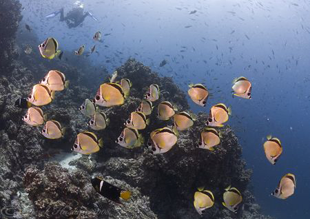 Butterfly fish. Santiago. Galapagos. D200, 10.5mm. by Derek Haslam 