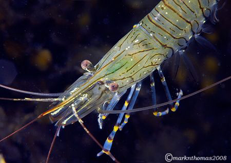 Prawn.
Aughrusmore Pier, Connemara.
60mm & wet diopter. by Mark Thomas 
