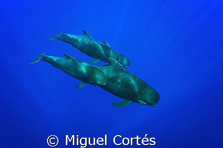 Pilot whales family. by Miguel Cortés 