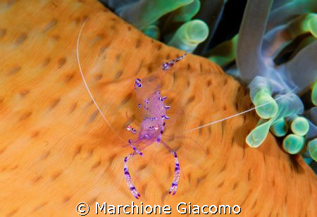 Shrimp  and anemone
Walea 2007-Indonesia
 D200 Nikon ,1... by Marchione Giacomo 