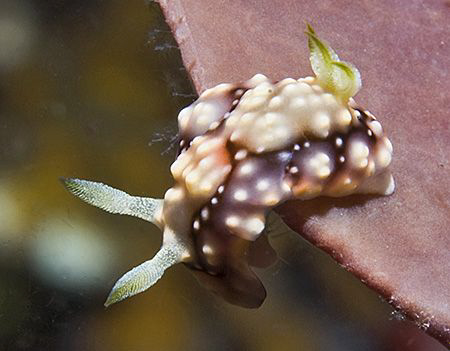 Don't jump! Chromodoris geometrica in Anilao. by Jim Chambers 