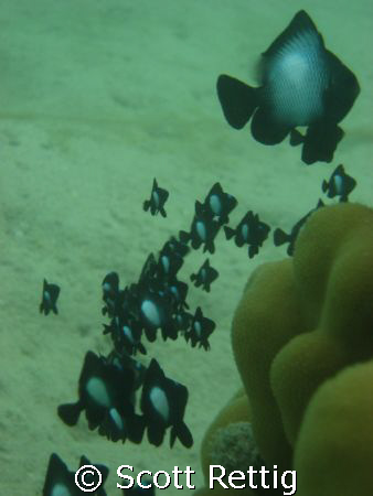 A family of Hawaiian Dascyllus or alo'ilo'i off Makai Pie... by Scott Rettig 