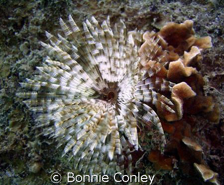 Turkey of the Sea at Roatan Honduras.   Photo taken July ... by Bonnie Conley 