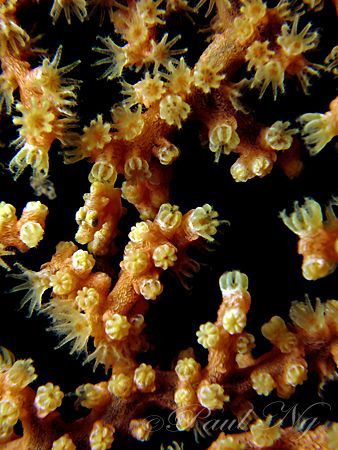 Can't You See Me? Taken with Canon S80 with Inon Strobe a... by Paul Ng 
