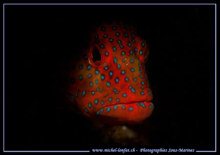 Just comming out of it's hole... :O) by Michel Lonfat 