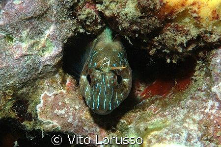 Fish by Vito Lorusso 