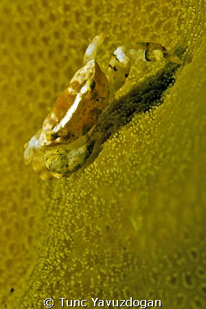 Tiny,tiny,t,tiny. by Tunc Yavuzdogan 
