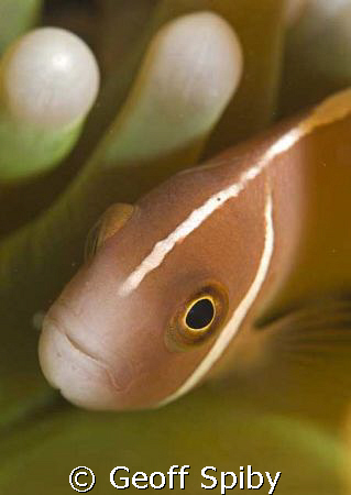 clownfish by Geoff Spiby 