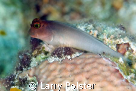 Blenny, D300, 105mm, twin strobes by Larry Polster 