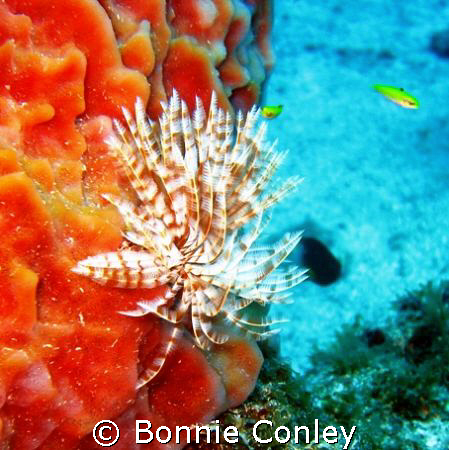 Turkey of the Sea at Sint Maarten.  Photo taken August 20... by Bonnie Conley 