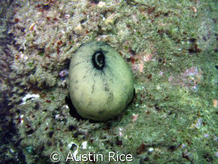 A Keyhole Limpet on a rock. Shaw's Cove, Laguna Beach, Ca... by Austin Rice 