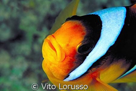 Fishs - Amphiprion bicinctus by Vito Lorusso 