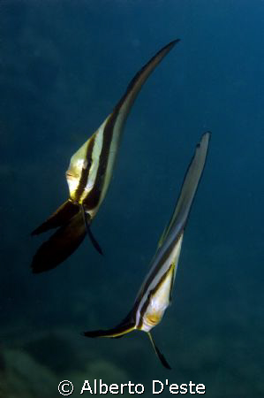 Two Platax juvenalis Ivrea by Alberto D'este 