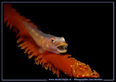 Just when it was opening his mouth... that is luck... :O)... by Michel Lonfat 
