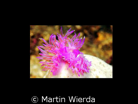 Sea & Sea DX5000G with Strobe
Picture taken just outside... by Martin Wierda 