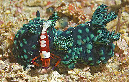 Could we have some privacy please! Imperial Shrimp cleani... by Jim Chambers 