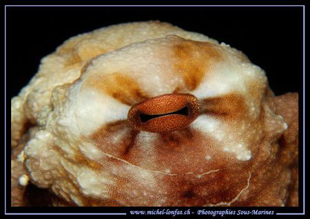The Eye of an Octopus... by Michel Lonfat 