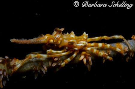 Hidden in the coral. Taken with a Canon EOS 20 D, 60 mm M... by Barbara Schilling 