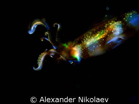 Night dive, Zanzibar. by Alexander Nikolaev 