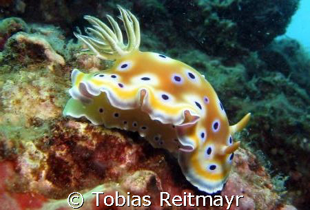 Chromodoris "sluggin'" along, Bida Nai, Phi Phi Islands, ... by Tobias Reitmayr 