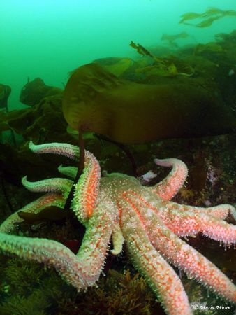 Hugest sea star that frightened the life out of me on a r... by Maria Munn 