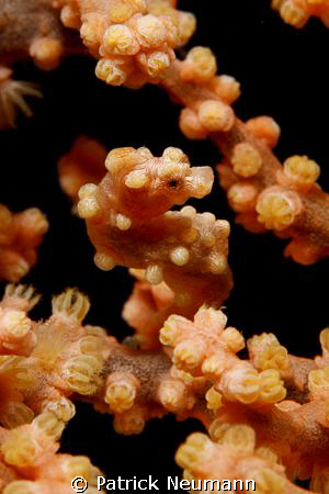 My first Pygmy EVER!!!!! :))
Taken in Anilao with Canon ... by Patrick Neumann 