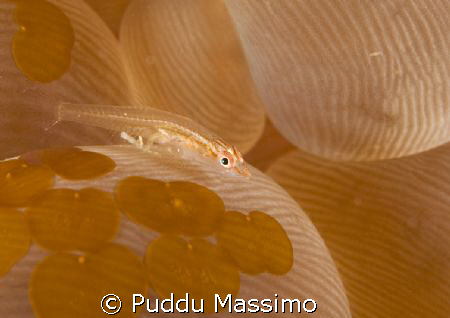 nikon d2x 60mm macro by Puddu Massimo 