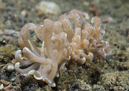 Phyllodesmium briareum. Lembeh straits.. D200, 60mm. by Derek Haslam 