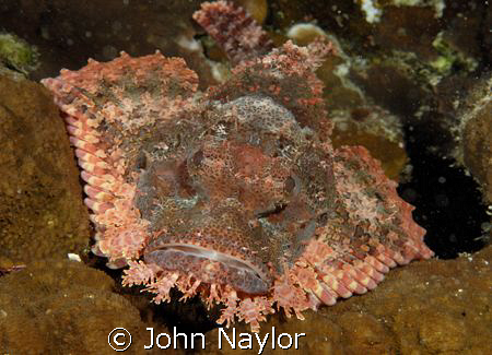 tassled scorpion fish.D200 60mm macro lens. by John Naylor 