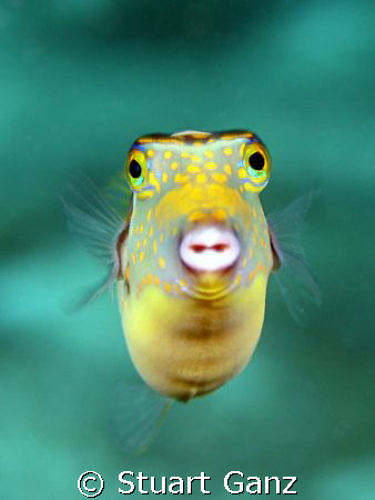 Crowned Toby, Taken at Sharks Cove on Oahu's north shore.... by Stuart Ganz 