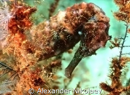 Seahorse. Camera Canon 40D. by Alexander Nikolaev 