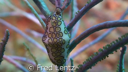 Flamingo tongue snail by Fred Lentz 