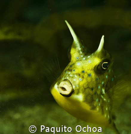 this was taken in Davao (Mindanao) using my Canon 350 D w... by Paquito Ochoa 