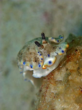 Taken in Redang Island with Canon G9 by Paul Ng 