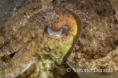 Macro of a Sepia by Vittorio Durante 