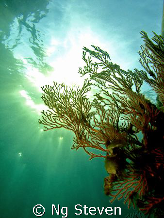 sea fan grasping the sun burst - Canon A640, Inon Z240 by Ng Steven 