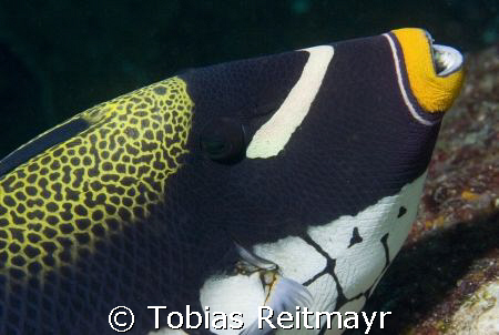 Clown trigger fish portrait. How is evolution creating th... by Tobias Reitmayr 