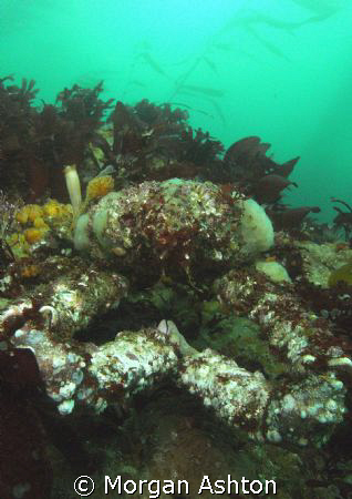 Decorator crab in Monterey Bay. Taken with a Sea and Sea ... by Morgan Ashton 