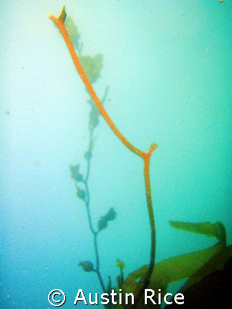 Giant kelp in Shaw's Cove, Laguna Beach.

Olympus Stylu... by Austin Rice 
