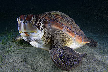 Green turtle posing for me. by Miguel Cortés 