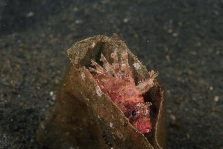 lionfish flavoured crisps....... this to me is what lembe... by Stew Smith 
