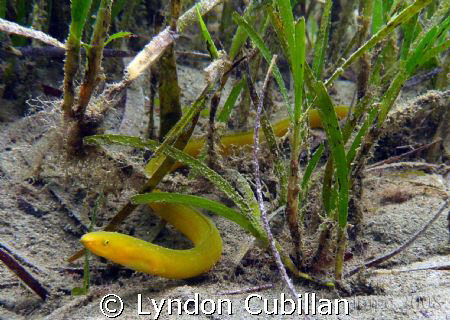 Neon Yellow Snake Eel by Lyndon Cubillan 