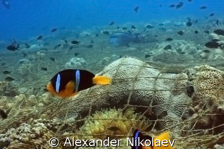 Oman - the country of lost nets. by Alexander Nikolaev 