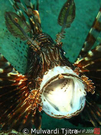 Yawning Lionfish ..  by Mulwardi Tjitra 